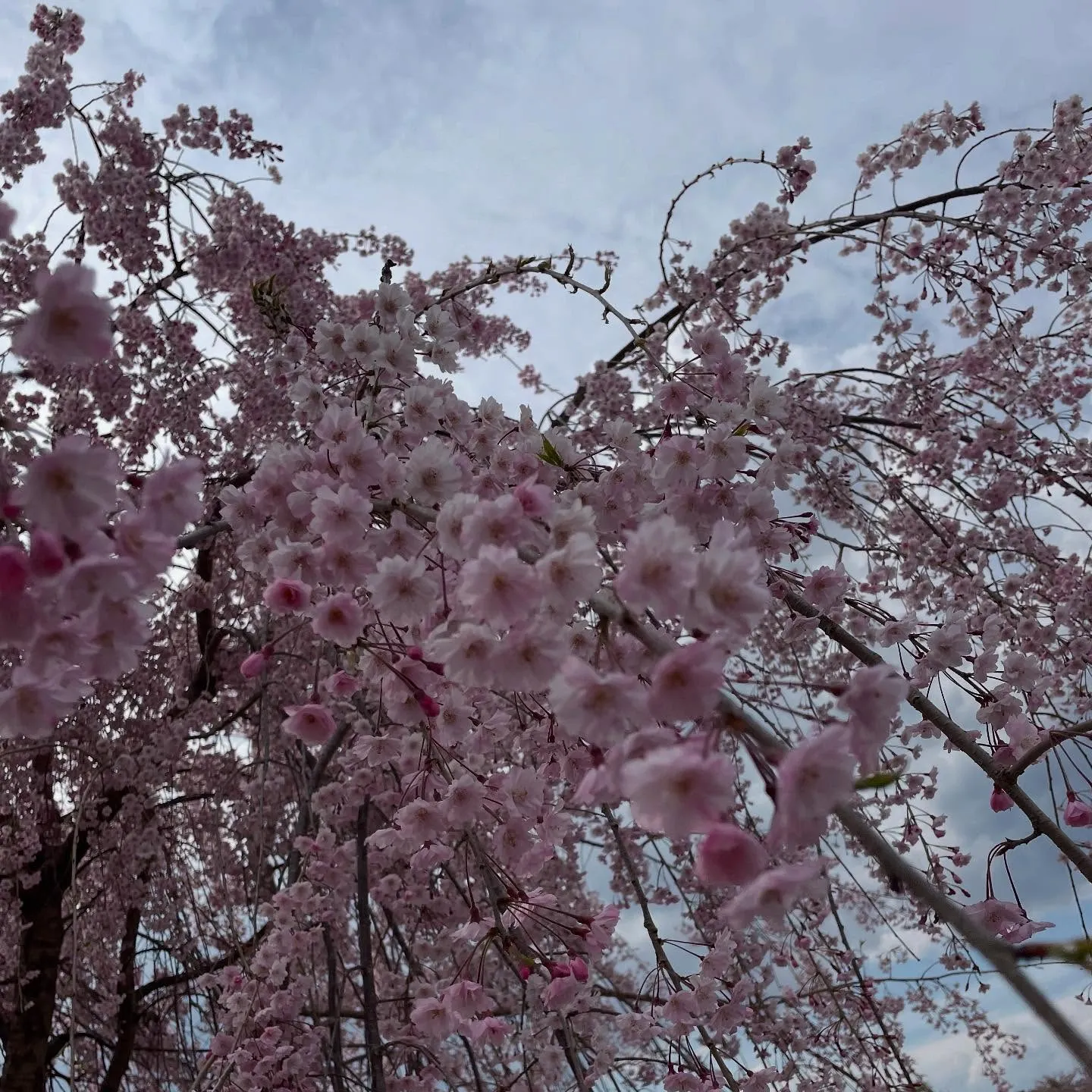 地域のこどもたちの触れ合い🌸