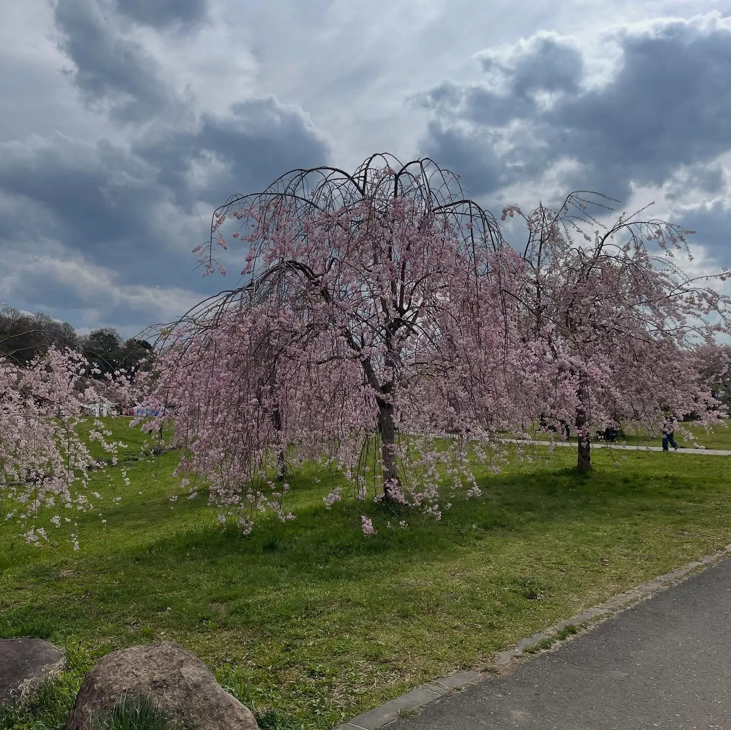 地域のこどもたちの触れ合い🌸